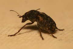 Araecerus
