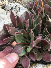 Eriogonum latens
