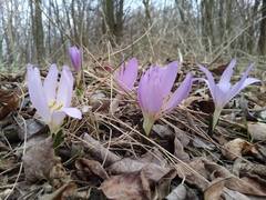 Colchicum bulbocodium versicolor