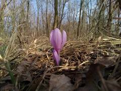 Colchicum bulbocodium versicolor