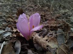 Colchicum bulbocodium versicolor