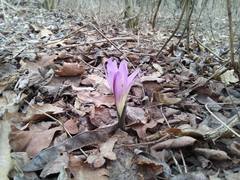 Colchicum bulbocodium