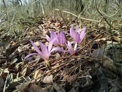 Colchicum bulbocodium