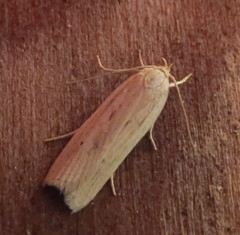 Gonioterma mistrella