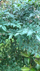 Nandina