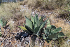 Agave ovatifolia
