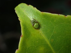 Araneus viridiventris