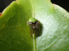 Araneus viridiventris
