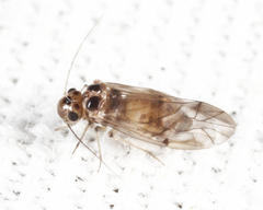 Peripsocus