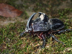 Trichogomphus mongol