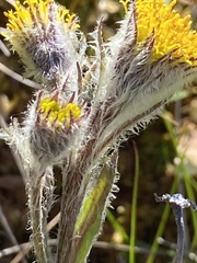 Tephroseris yukonensis