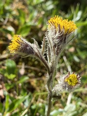 Tephroseris yukonensis