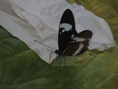 Heliconius cydno wanningeri