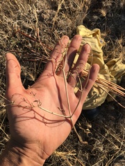 Lomatium packardiae