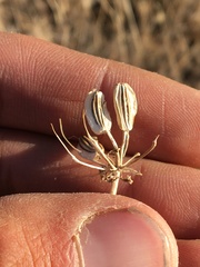 Lomatium packardiae