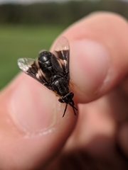 Chrysops cincticornis