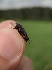 Chrysops cincticornis