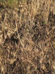 Lomatium packardiae