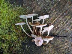 Mycena tuvara