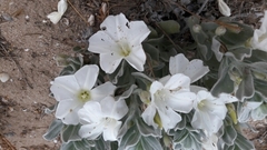 Convolvulus persicus