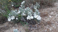 Convolvulus persicus