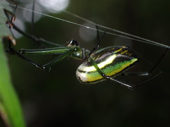 Leucauge celebesiana