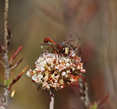Physocephala burgessi