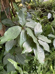 Neolitsea dealbata