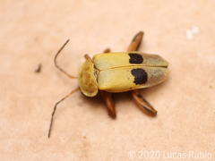 Chauliognathus ignaciosus