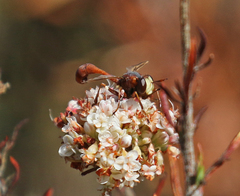 Physocephala burgessi