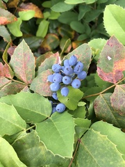 Berberis aquifolium