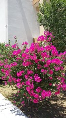 Bougainvillea