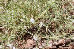 Vicia pulchella