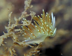 Apata pricei