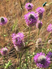 Dalea ornata