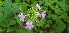 Phlox glaberrima