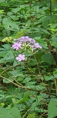 Phlox glaberrima