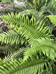 Polystichum munitum
