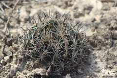 Coryphantha delicata