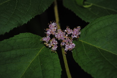 Callicarpa pedunculata