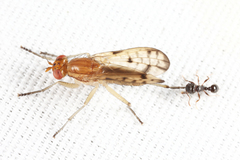 Tetanocera clara