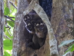 Aotus lemurinus
