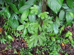 Lygodium heterodoxum