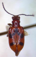 Neolema dorsalis