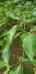 Cornus kousa