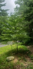 Cornus kousa