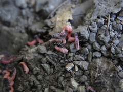 Microphotus angustus