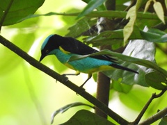 Dacnis lineata