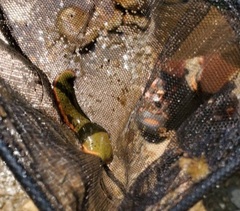 Macrobdella diplotertia