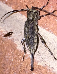 Graphisurus fasciatus